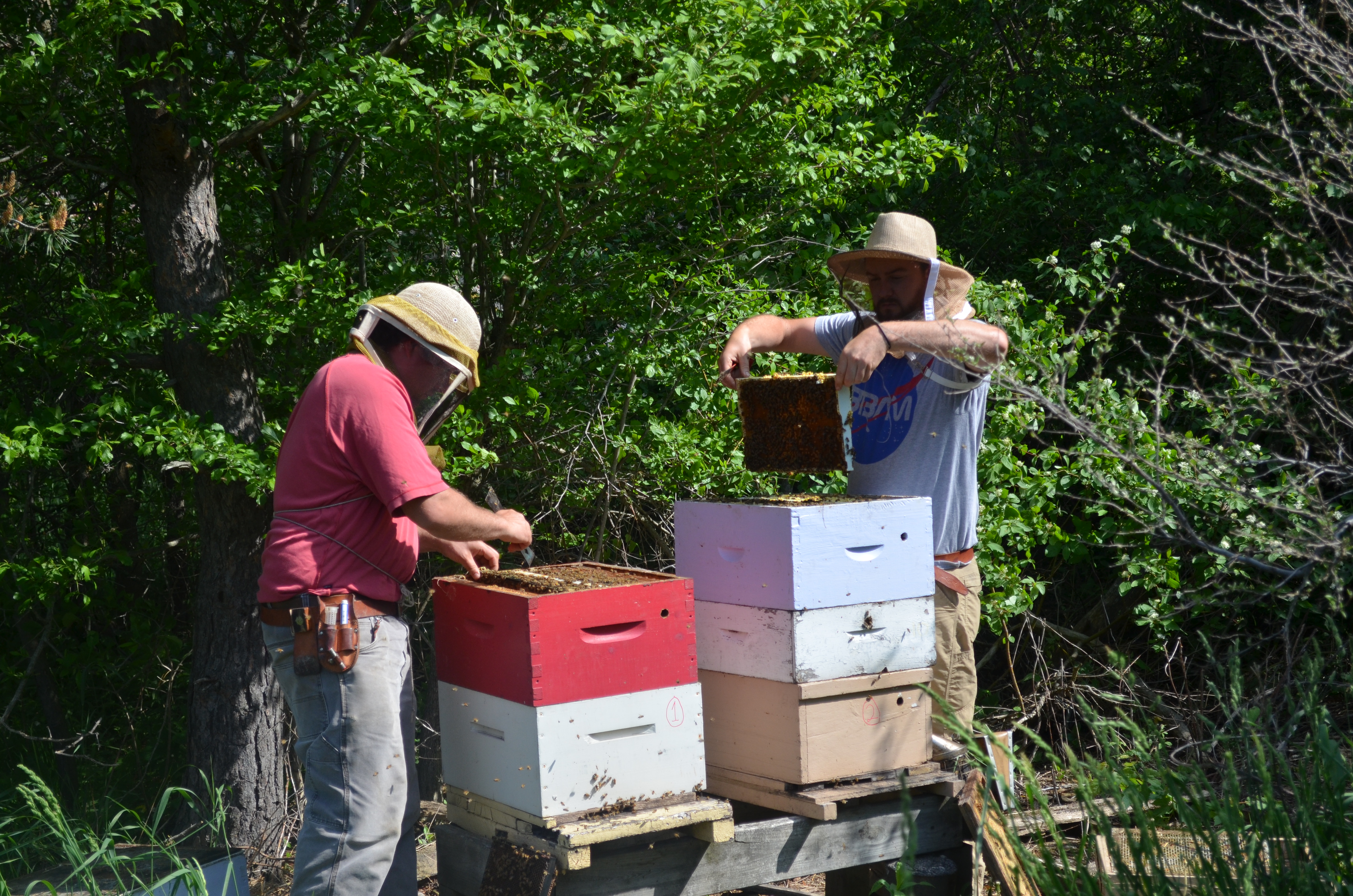 Beekeepers going through hives