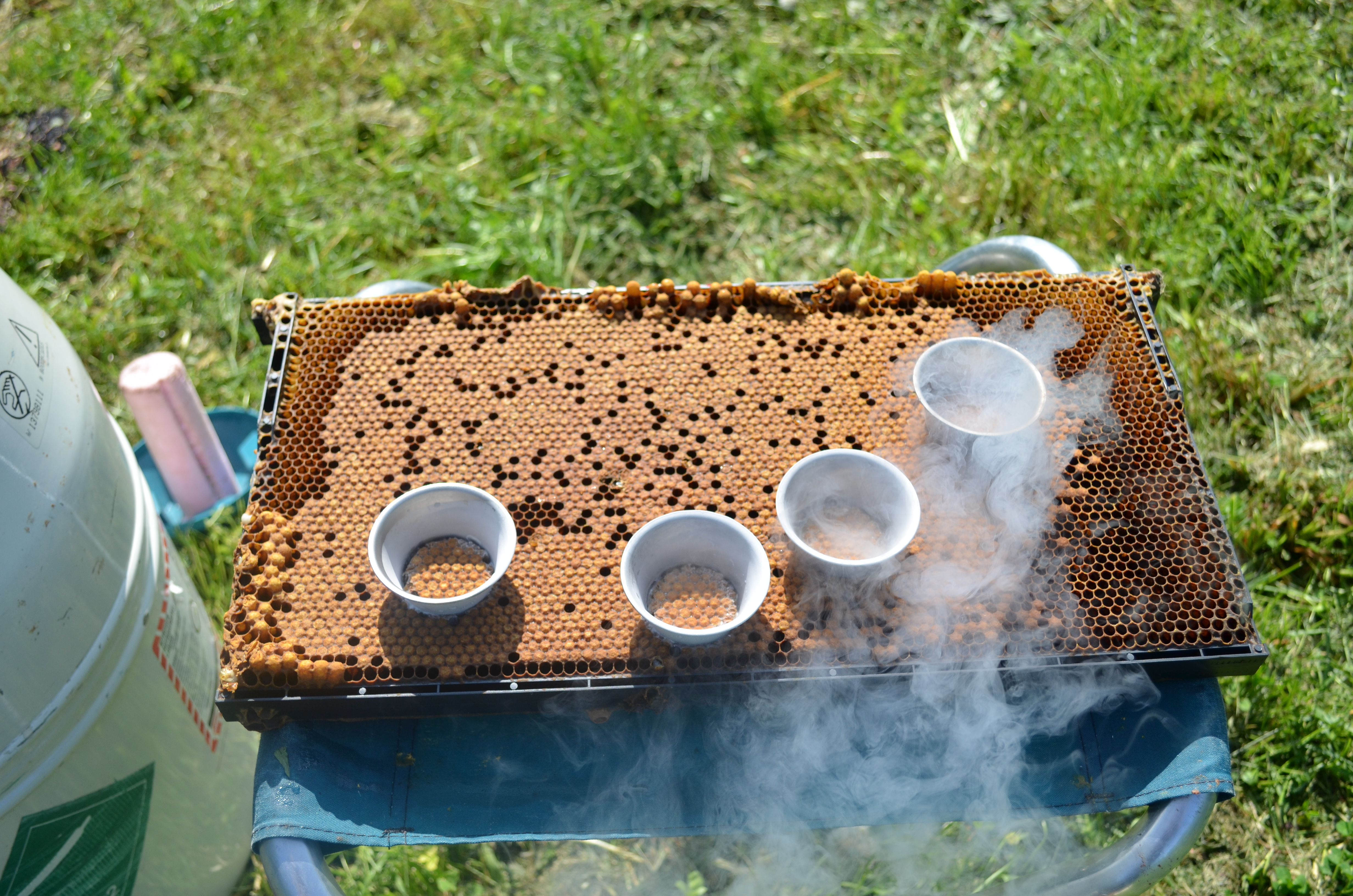 Liquid nitrogen being poured on 4 sections of brood